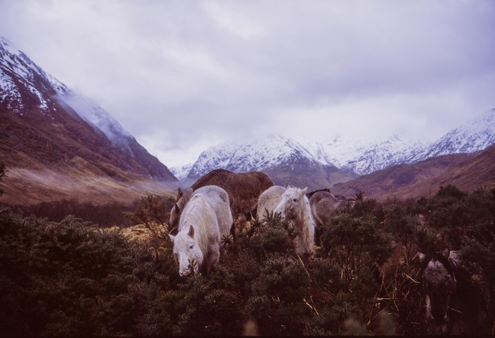Several horses graze among green bushes with snow-capped mountains and a cloudy sky in the background.