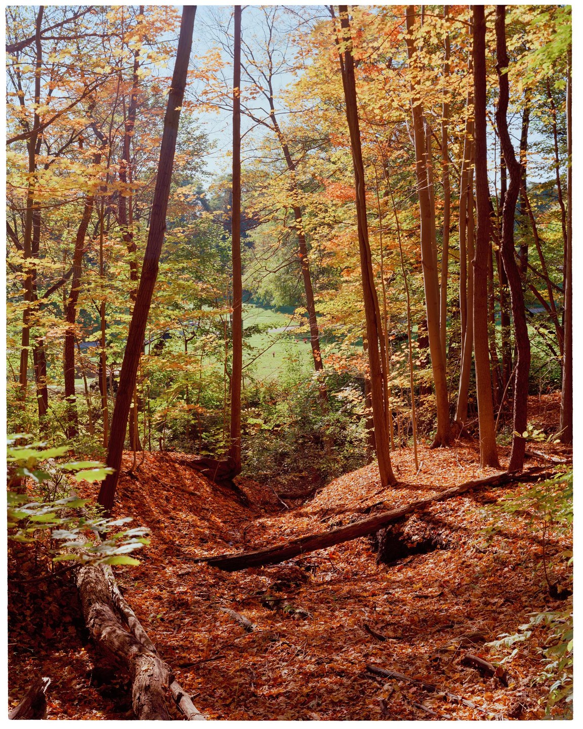 A forest with tall trees and a ground covered in autumn leaves leads to a bright green field in the distance.
