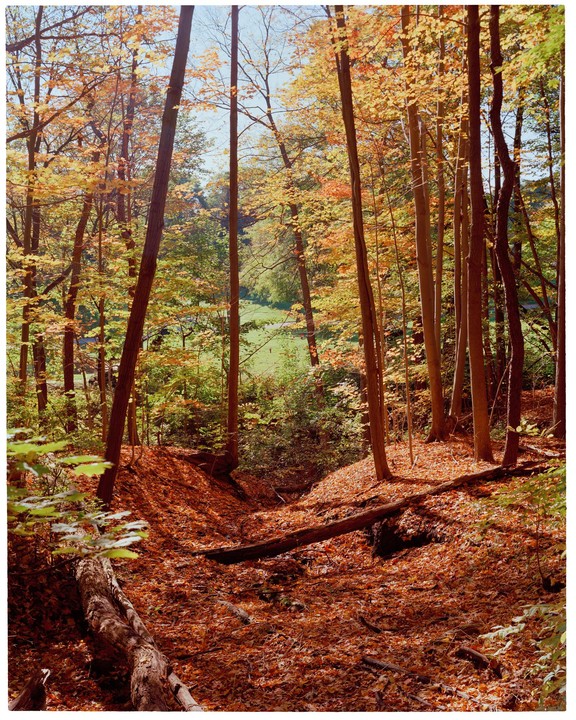A forest with tall trees and a ground covered in autumn leaves leads to a bright green field in the distance.