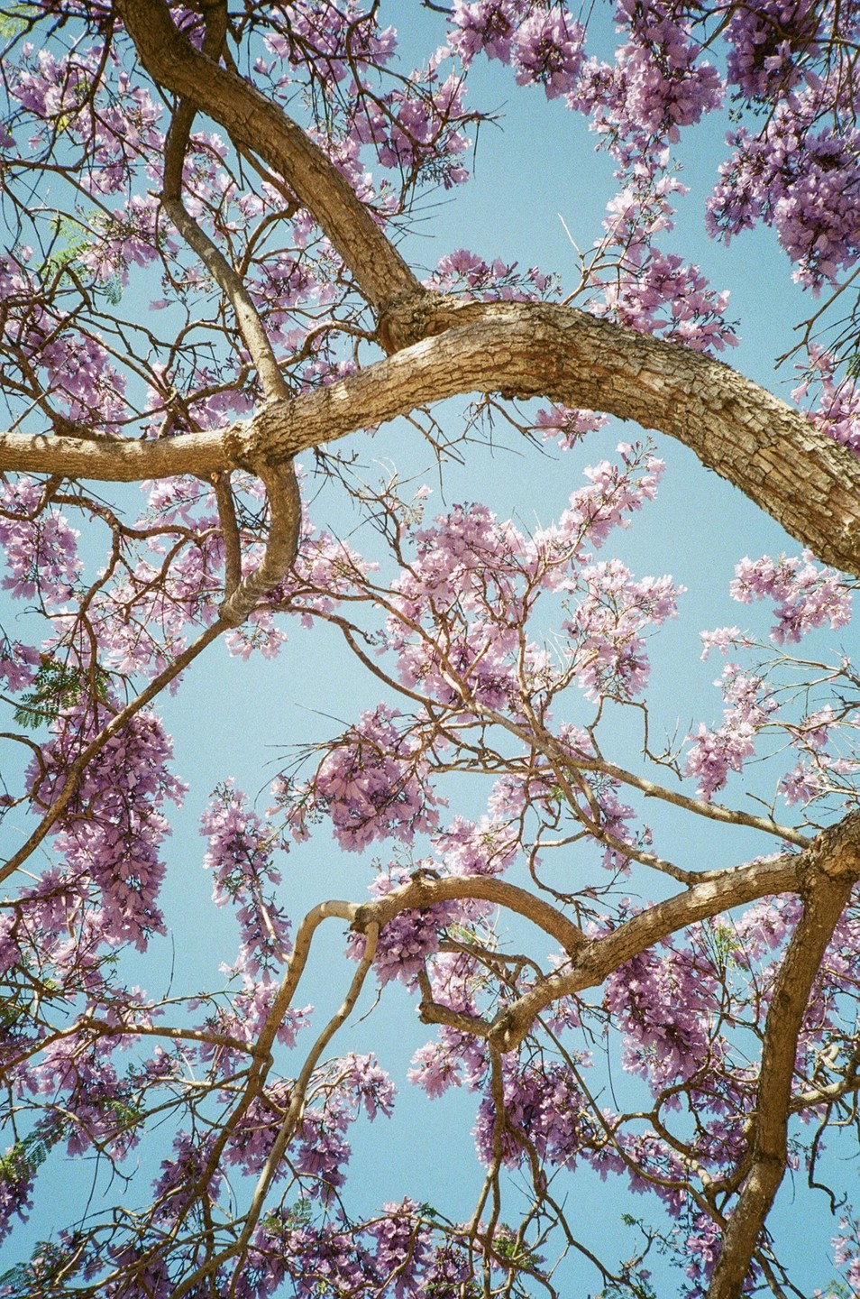 A jacaranda tree with purple blossoms is viewed from below against a clear blue sky.