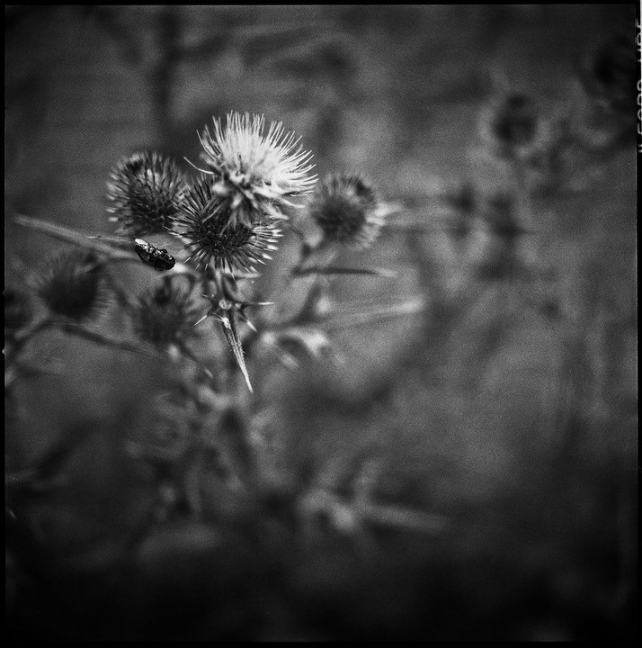 A small insect rests on a spiky thistle plant in a black and white close-up.