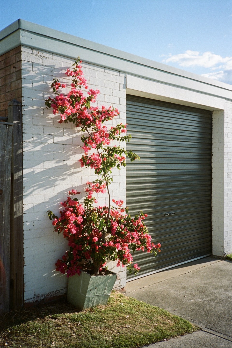 A bougainvillea plant with pink flowers grows in a planter next to a white brick wall and a garage door.