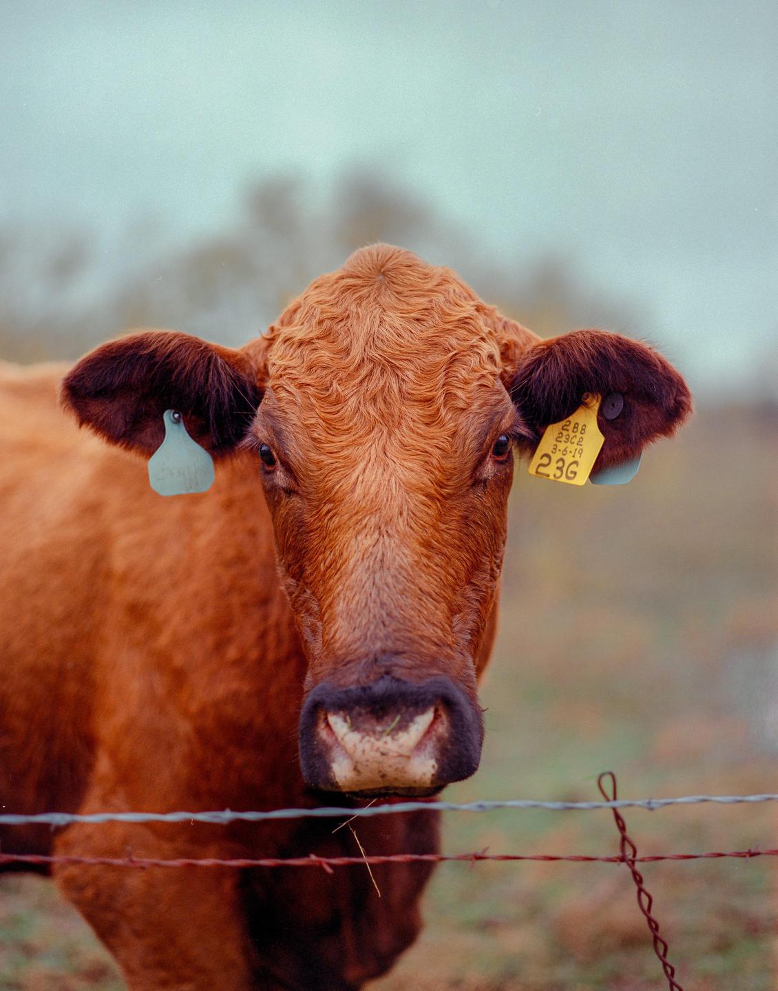 A brown cow with ear tags looks directly at the viewer from behind a barbed wire fence.
