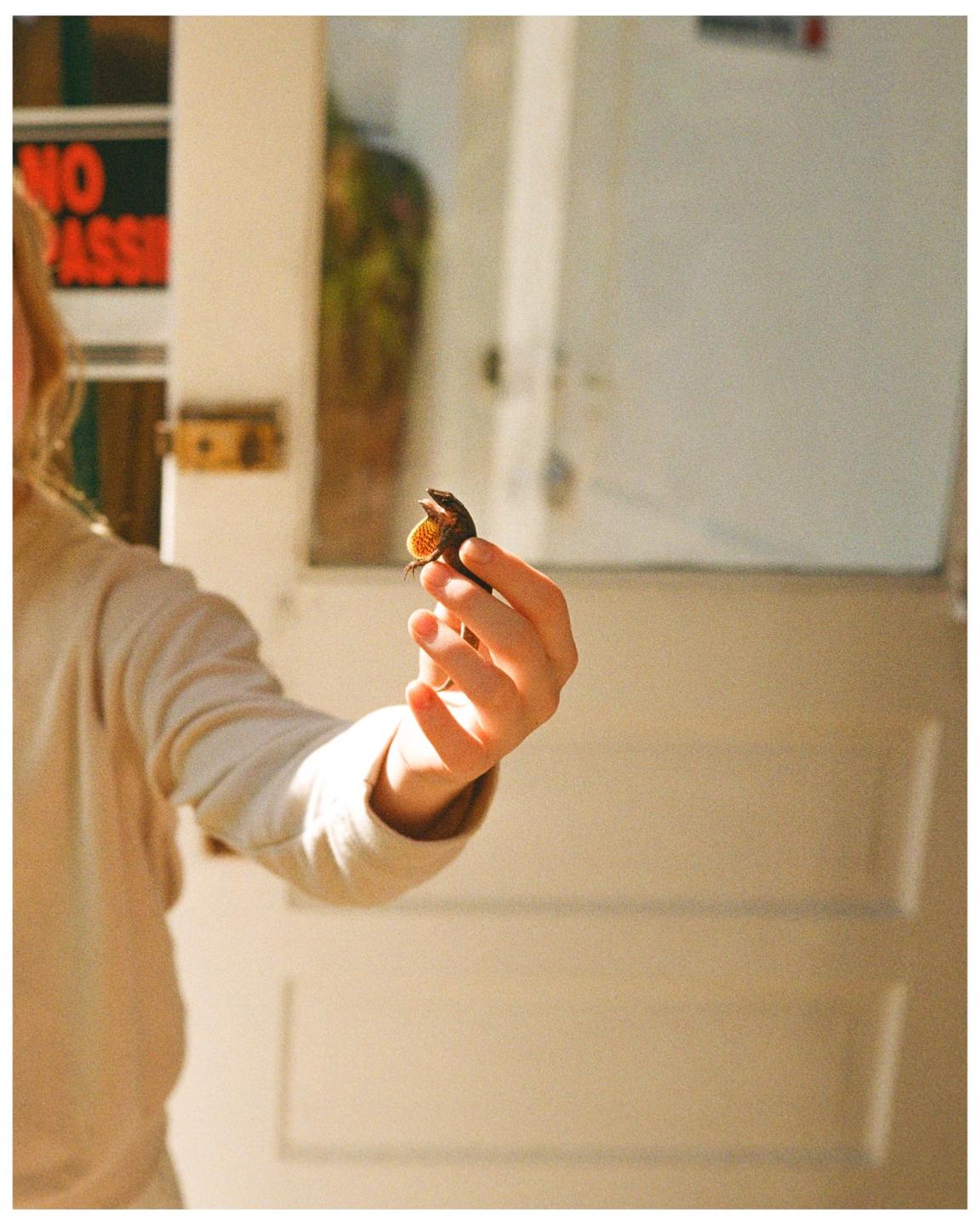 A person holds a small lizard with an orange dewlap in their hand.