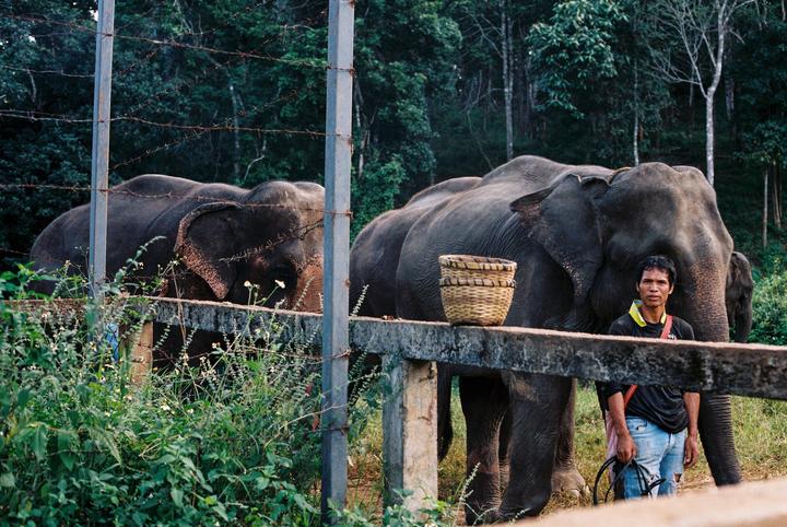A man stands next to an elephant behind a fence with a forest in the background.