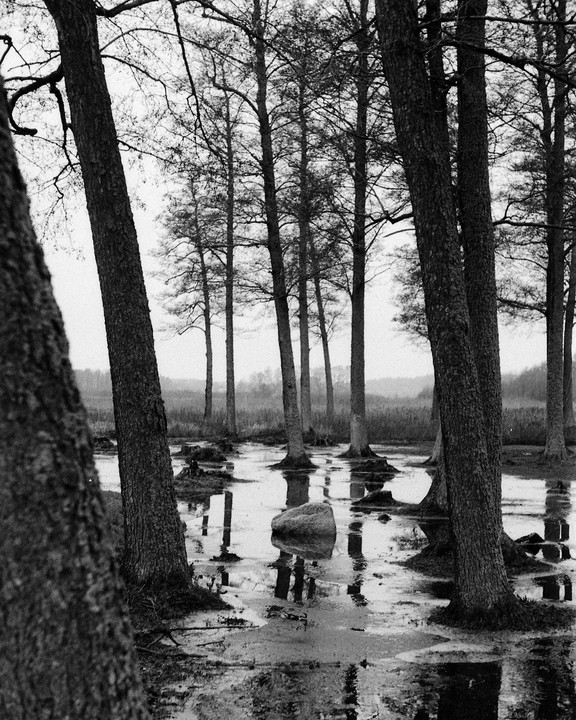 A black and white landscape shows a flooded forest with trees reflected in the water.