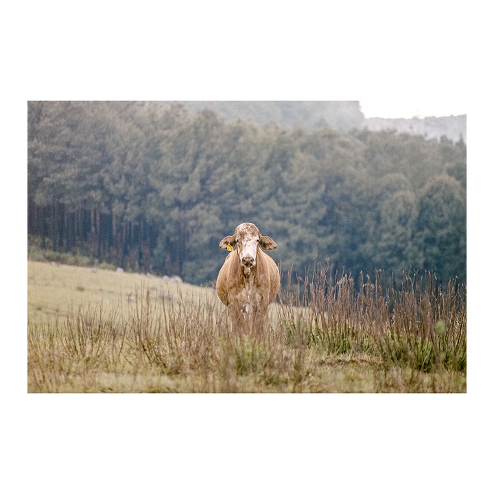 A cow stands in a field with tall grass and a forest in the background.