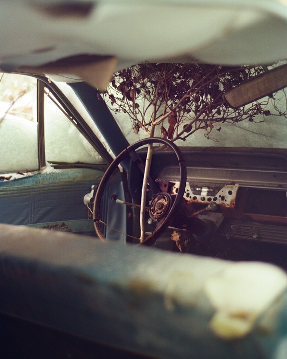 A tree grows inside a rusted car, with its branches visible through the broken windshield.