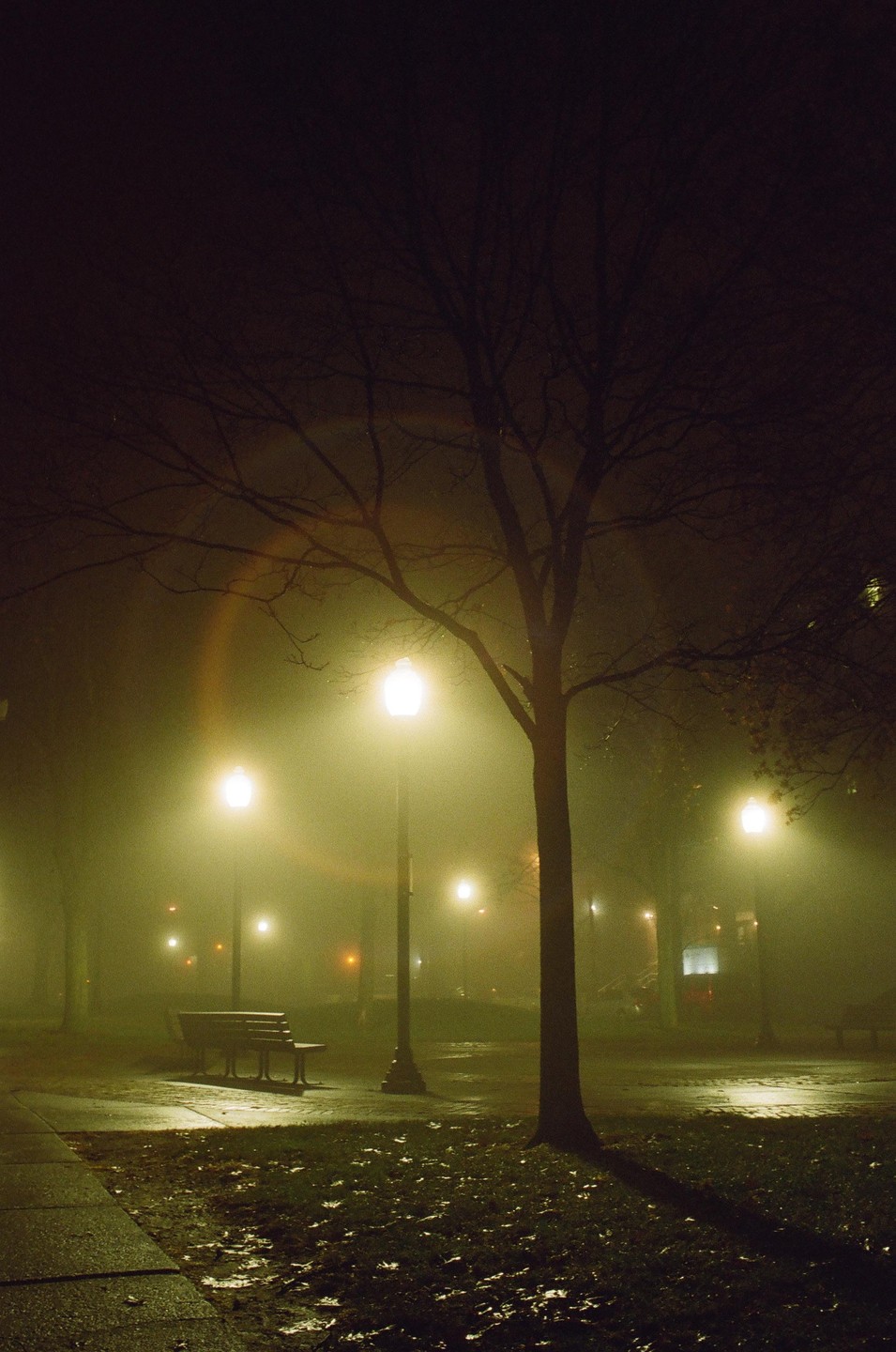 A foggy park at night is illuminated by several streetlights, with a bare tree in the foreground and a park bench visible in the distance.