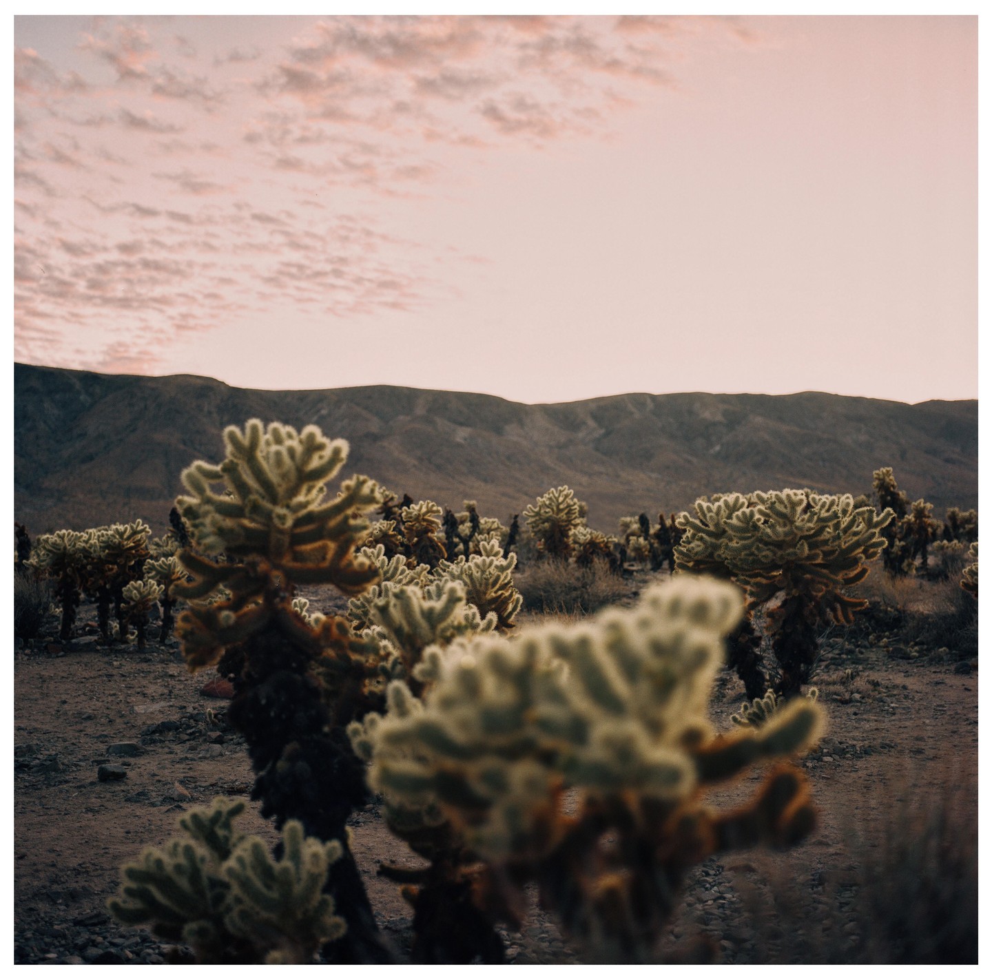 A desert landscape is filled with cholla cacti under a pink-tinged sky with mountains in the background.