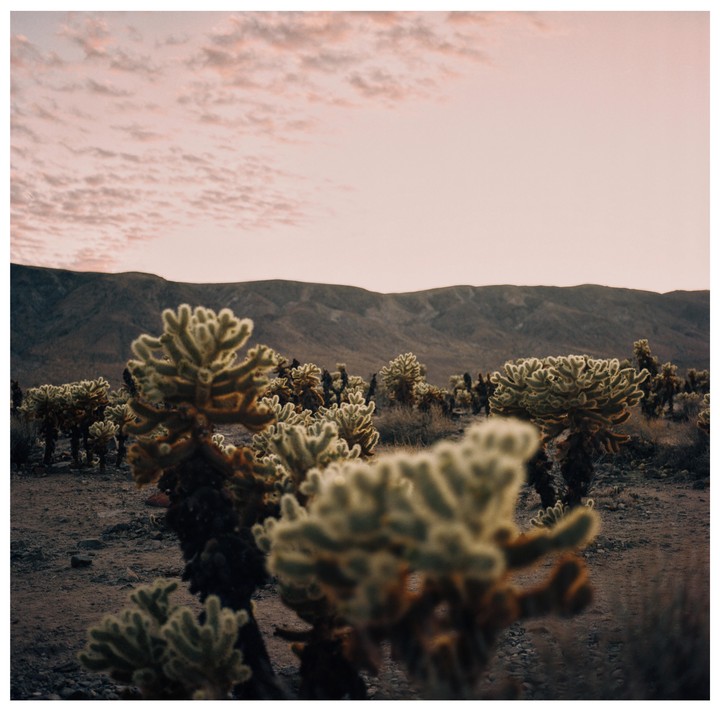 A desert landscape is filled with cholla cacti under a pink-tinged sky with mountains in the background.