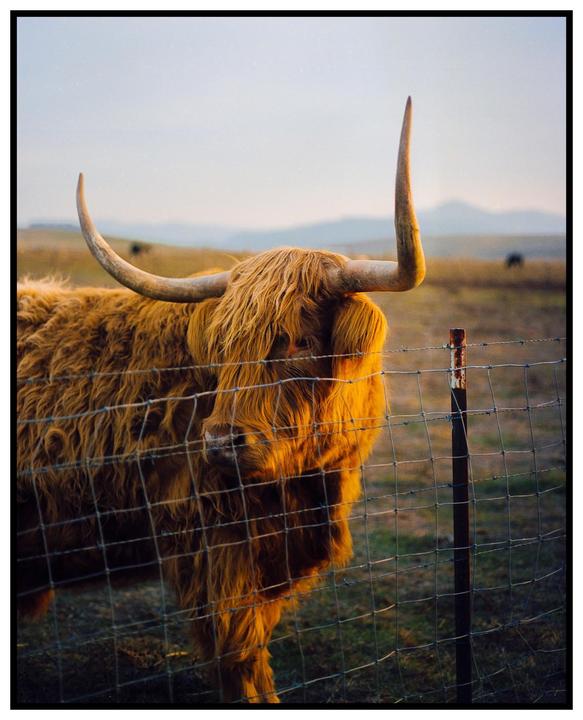 A highland cow with long horns and shaggy fur stands behind a wire fence in a field.