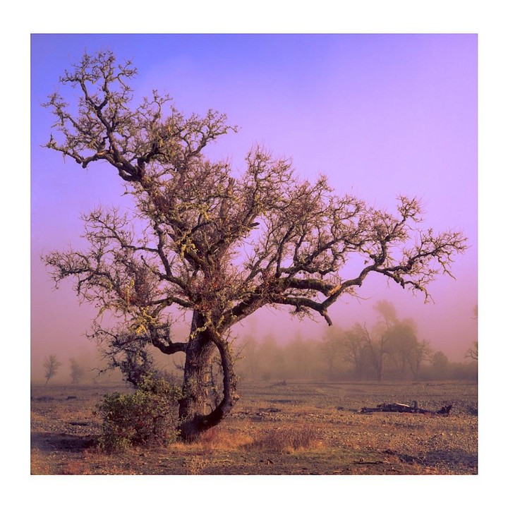 A large, gnarled tree with bare branches stands in a field under a purple sky.