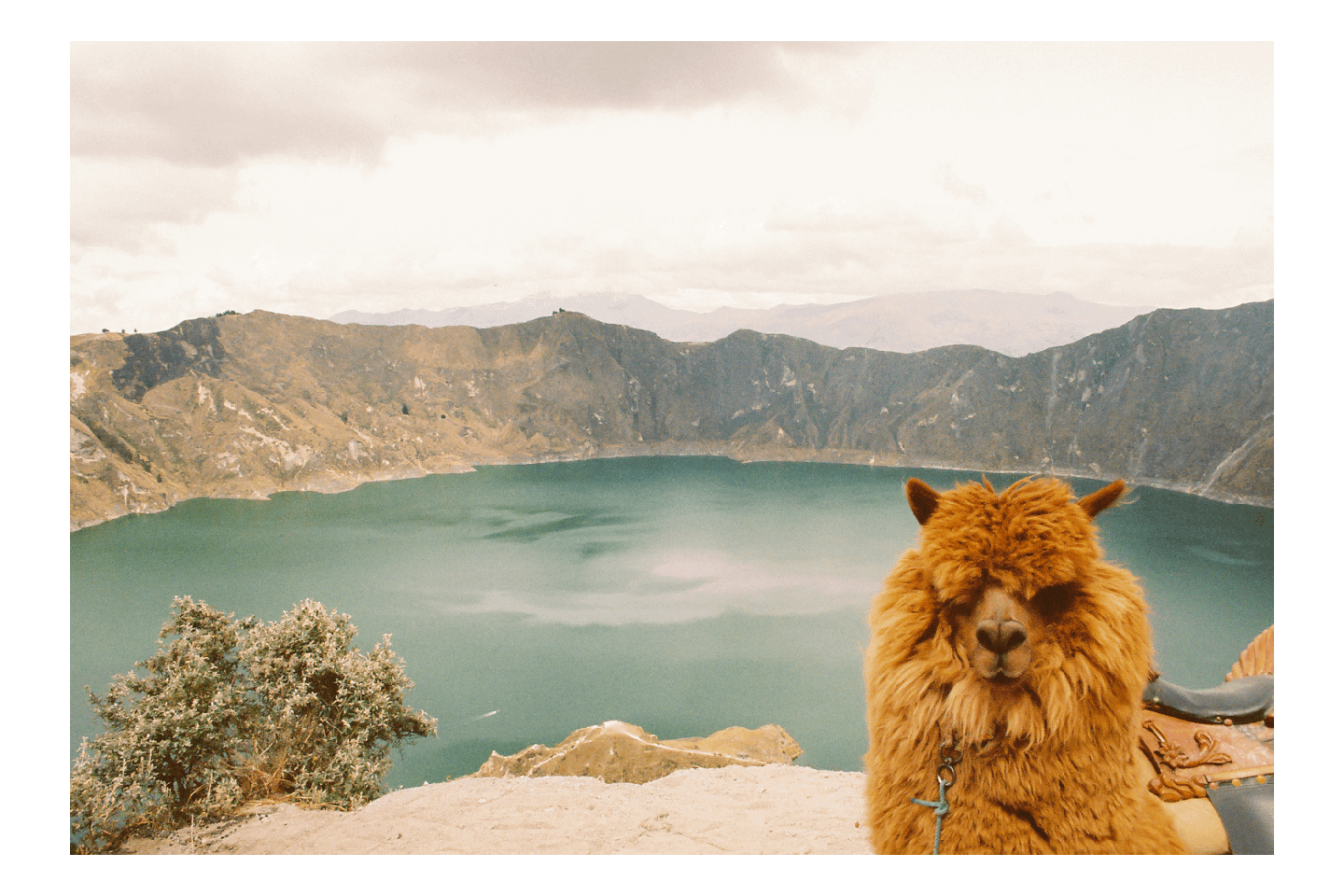 A brown alpaca stands on a cliff overlooking a volcanic crater lake.