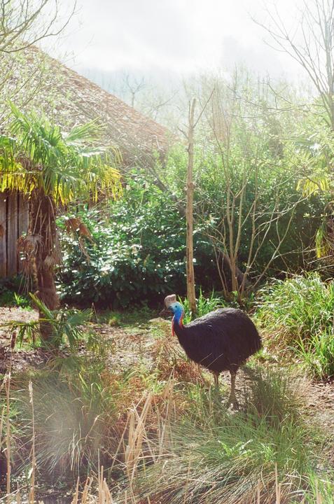 A cassowary stands in tall grass near a small pond with a thatched roof building and palm tree in the background.