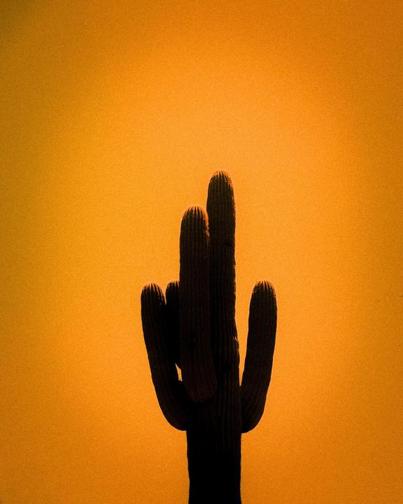 A saguaro cactus is silhouetted against an orange sky.