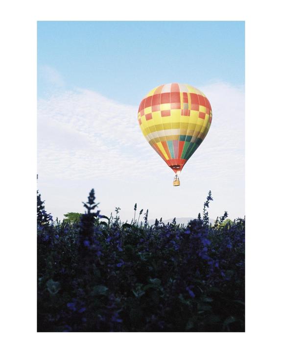 A colorful hot air balloon floats above a field of purple flowers under a blue sky.