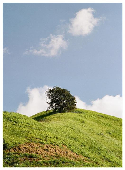 A single tree stands on a grassy hill under a blue sky with white clouds.
