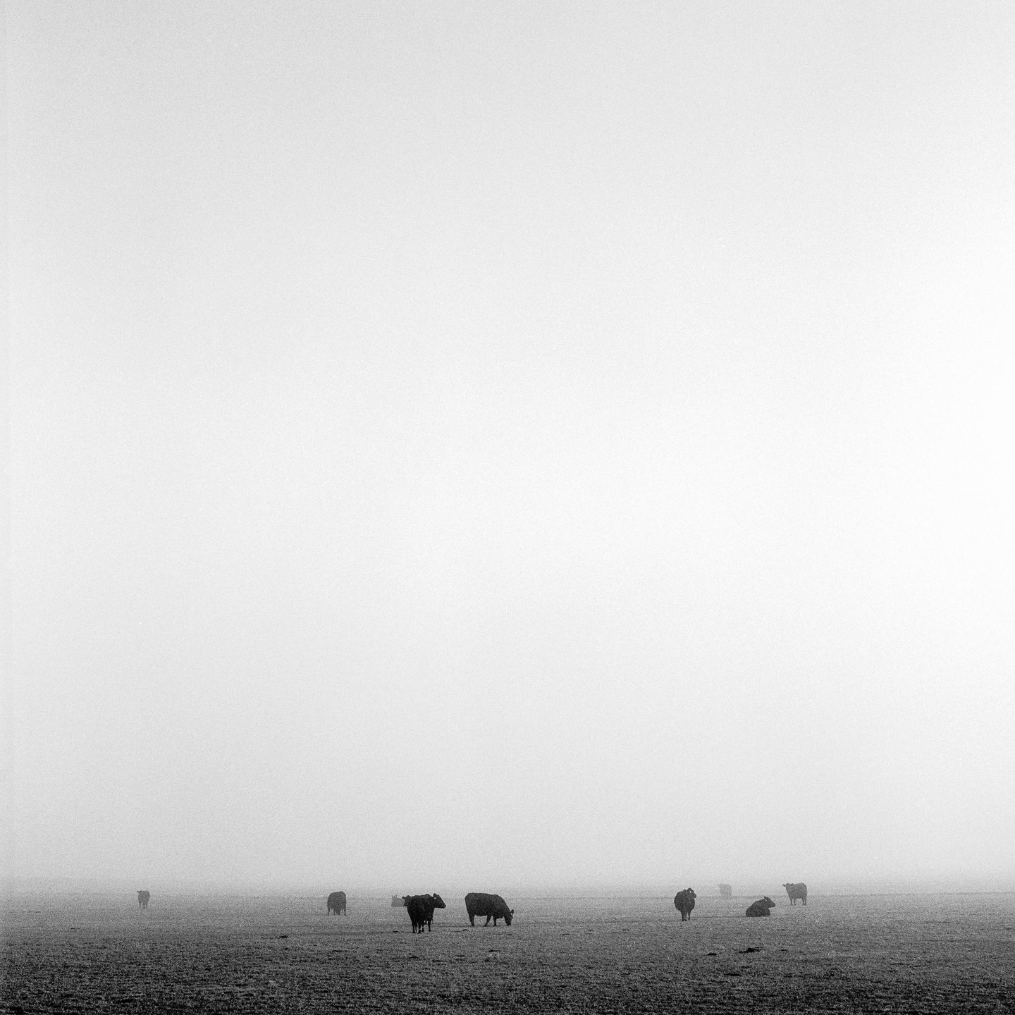 Several cows graze in a vast, hazy field.