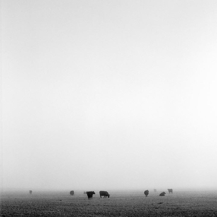 Several cows graze in a vast, hazy field.
