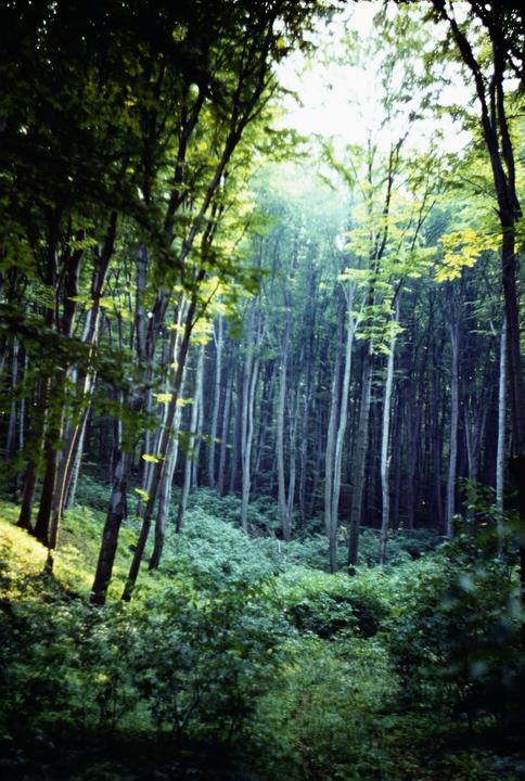 Sunlight streams through the canopy of a dense forest with tall trees and lush undergrowth.
