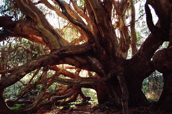 Sunlight filters through the dense, gnarled branches and trunk of a large tree.