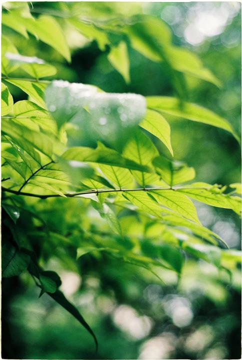 Bright green leaves with water droplets are visible in a close-up shot.