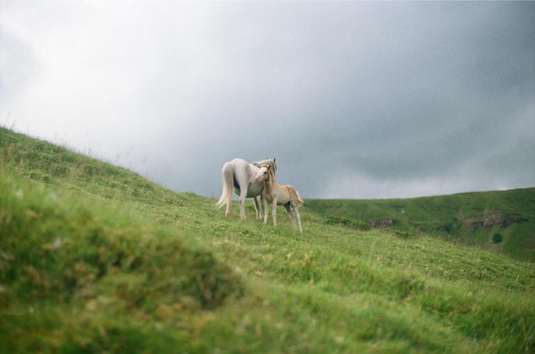 A white horse nuzzles a foal on a grassy hillside under a cloudy sky.