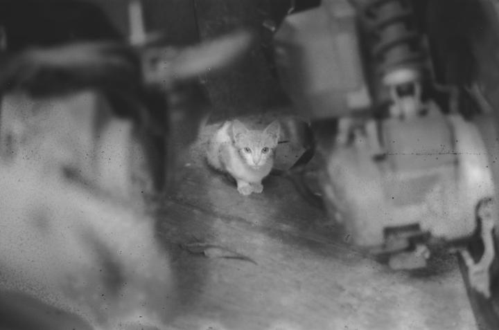 A small kitten sits on a wooden surface, looking directly at the viewer.