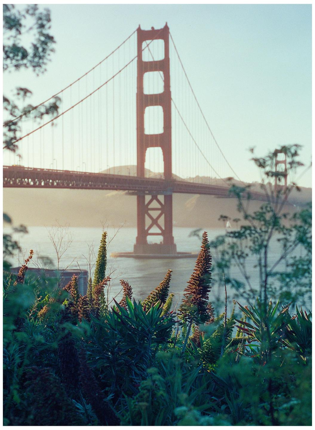 The Golden Gate Bridge is visible in the background, with plants and water in the foreground.