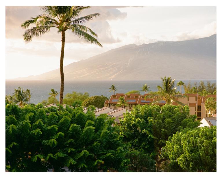 A palm tree stands tall over a resort with the ocean and a hazy mountain in the background.