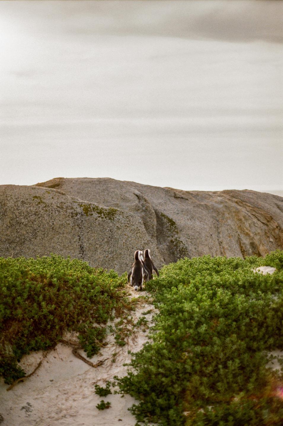 Two penguins walk away from the viewer on a sandy path surrounded by green bushes, with a large rock formation in the background.