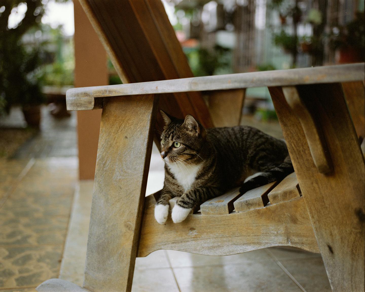 A tabby cat with white paws and chest lies on a wooden chair.