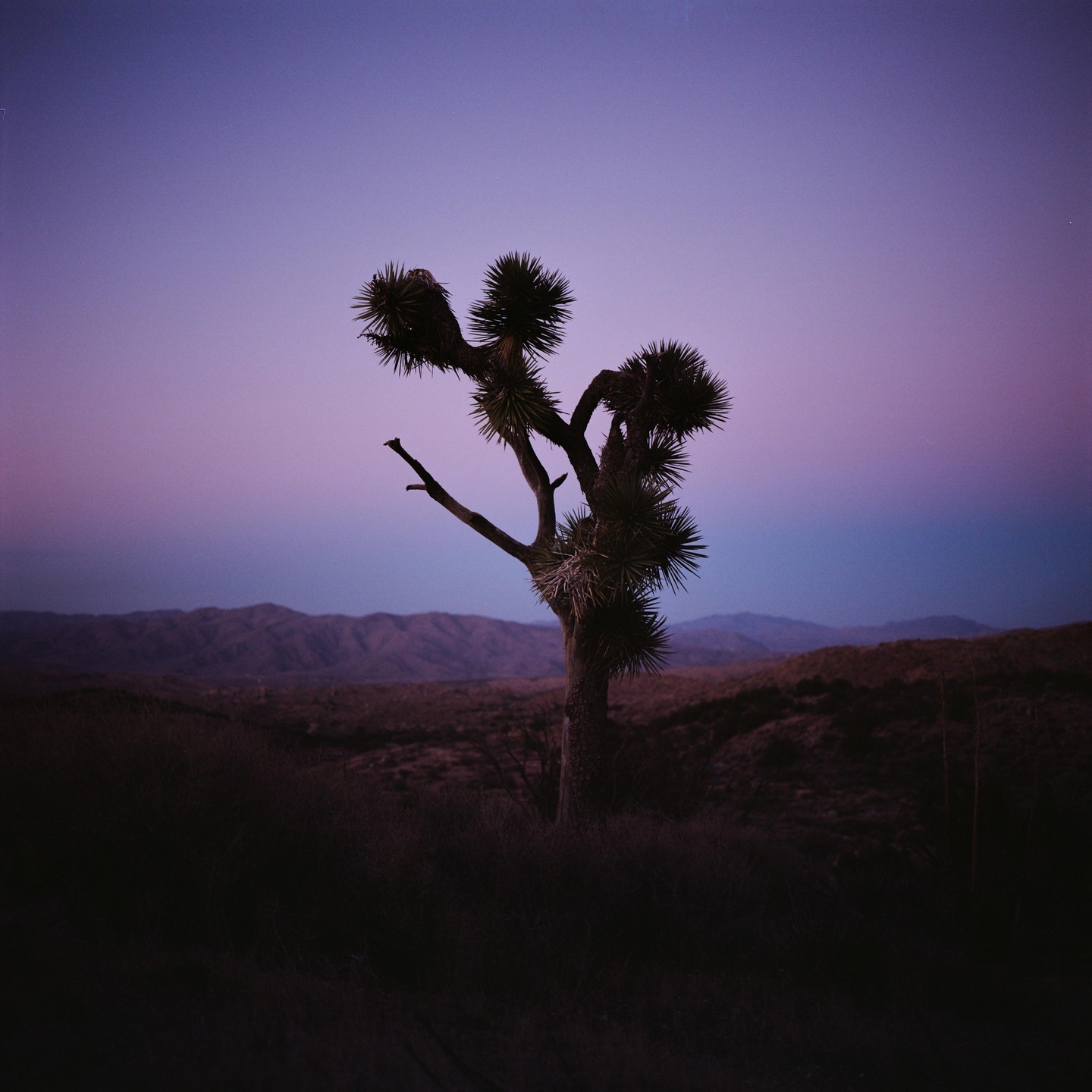 A joshua tree stands silhouetted against a purple and blue sky with mountains in the background.