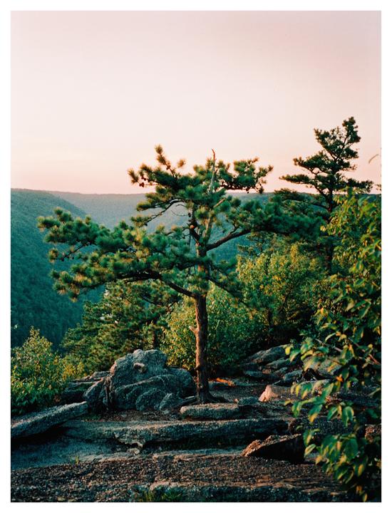 A lone pine tree stands on a rocky outcrop overlooking a valley at sunset.