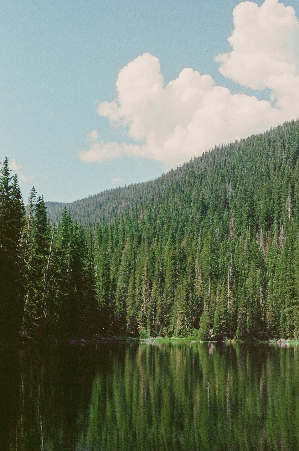 A dense forest of pine trees lines the shore of a calm lake, reflecting the trees and a cloudy sky on its surface.