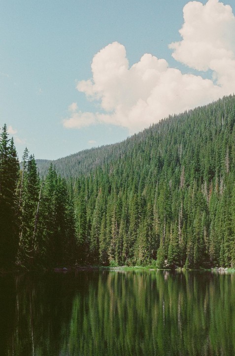 A dense forest of pine trees lines the shore of a calm lake, reflecting the trees and a cloudy sky on its surface.