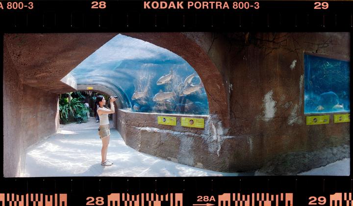 A woman photographs fish in an aquarium tunnel.