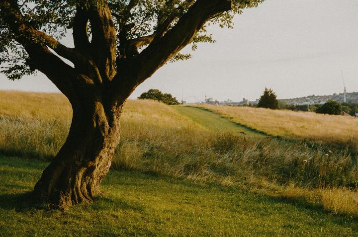 A large tree stands in a grassy field with a distant city skyline under a bright sky.