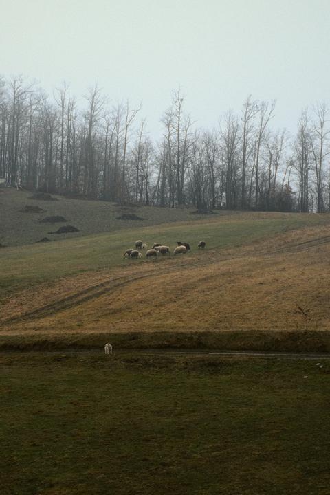 A flock of sheep grazes on a grassy hillside with bare trees in the background.