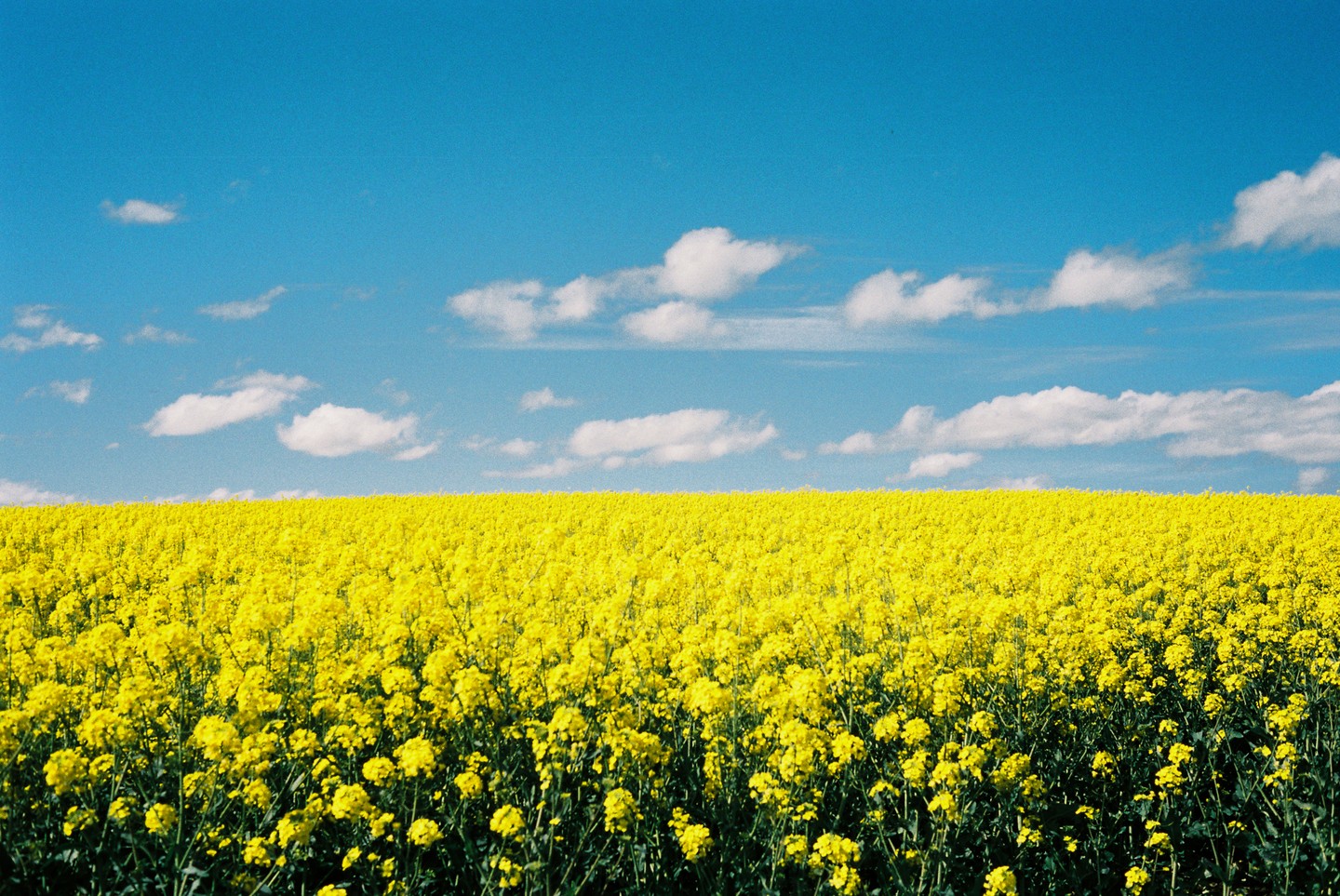 A vast field of yellow canola flowers stretches under a bright blue sky with scattered white clouds.