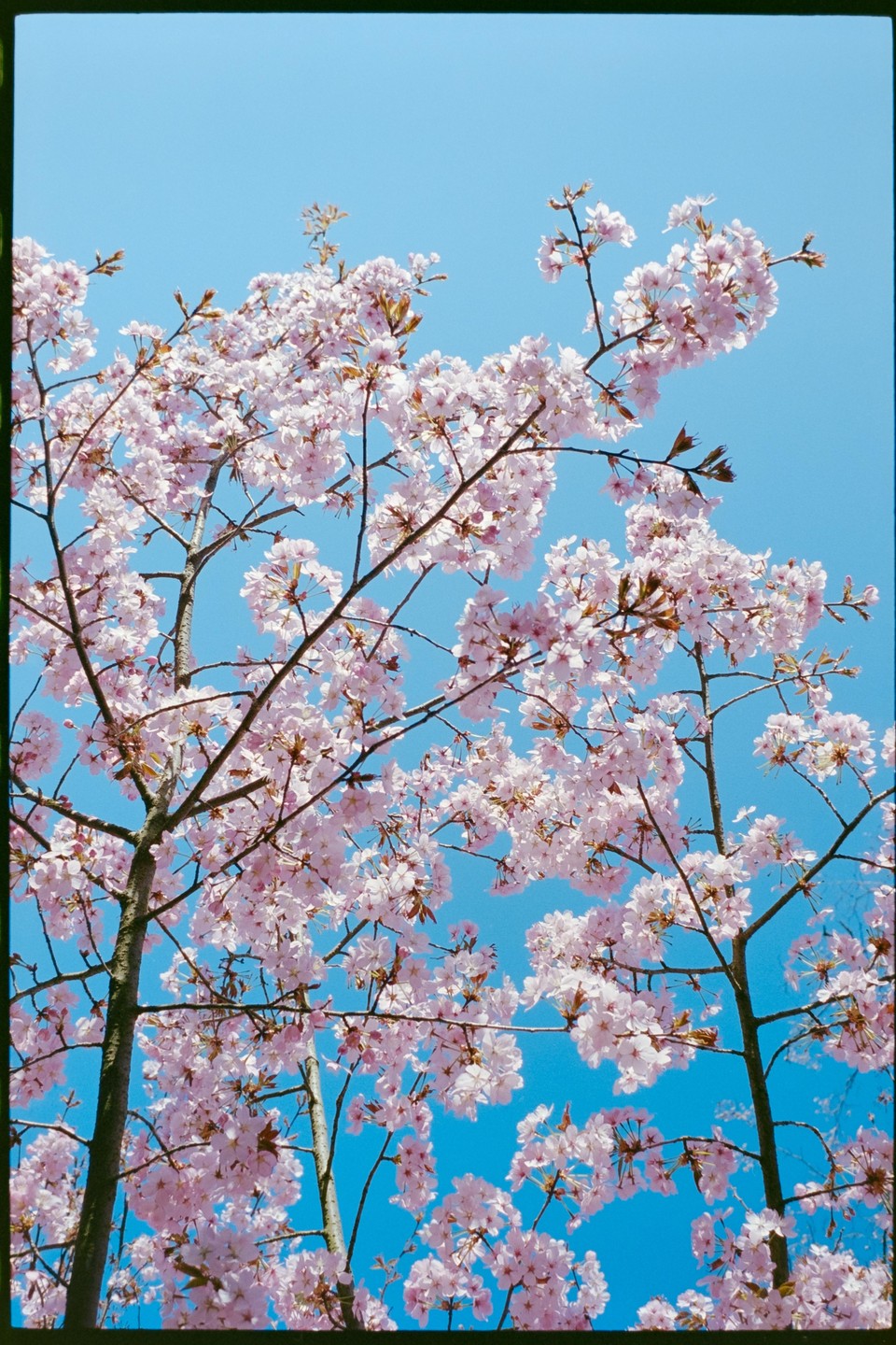 Pink blossoms on tree branches are set against a clear blue sky.