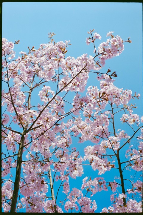 Pink blossoms on tree branches are set against a clear blue sky.
