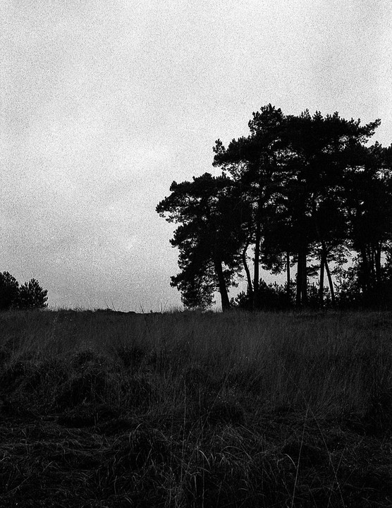 A dark field of tall grass is in the foreground with a line of silhouetted trees against a bright sky in the background.