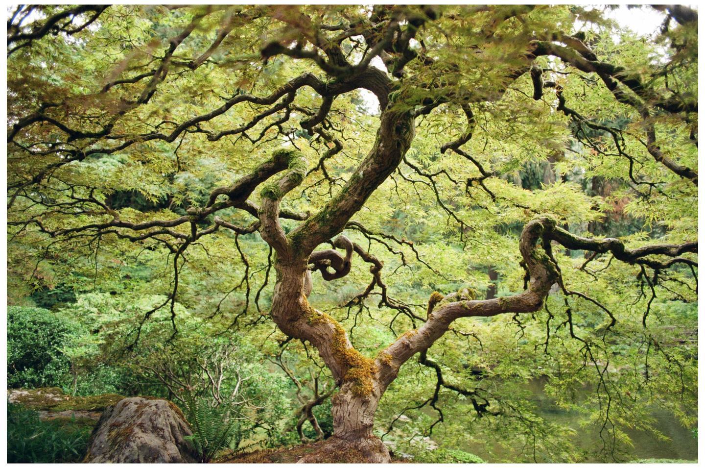 A Japanese maple tree with gnarled branches and green leaves dominates the frame, with a rock and ferns visible at its base.