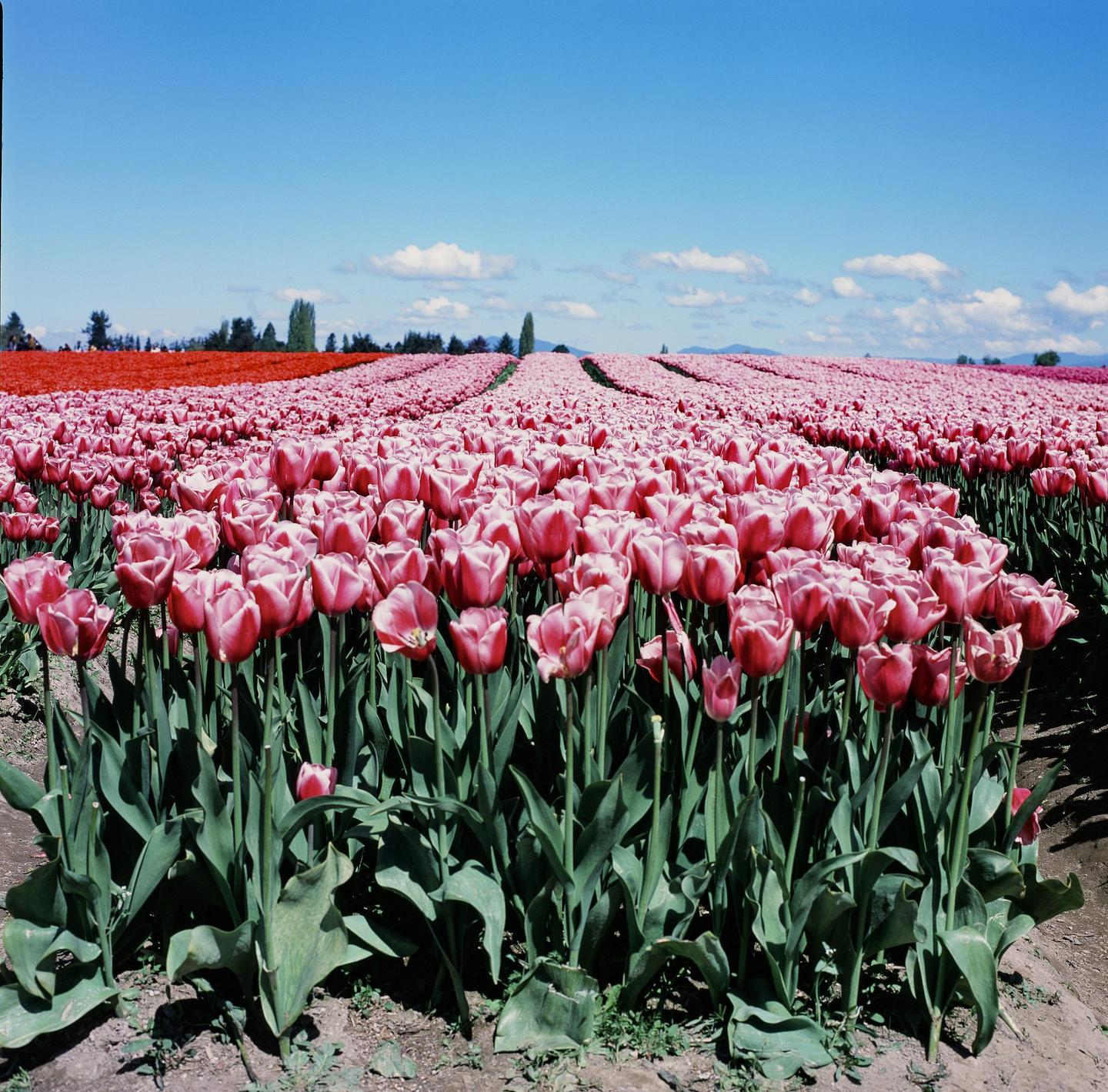 A vast field of pink tulips stretches under a clear blue sky with scattered clouds.