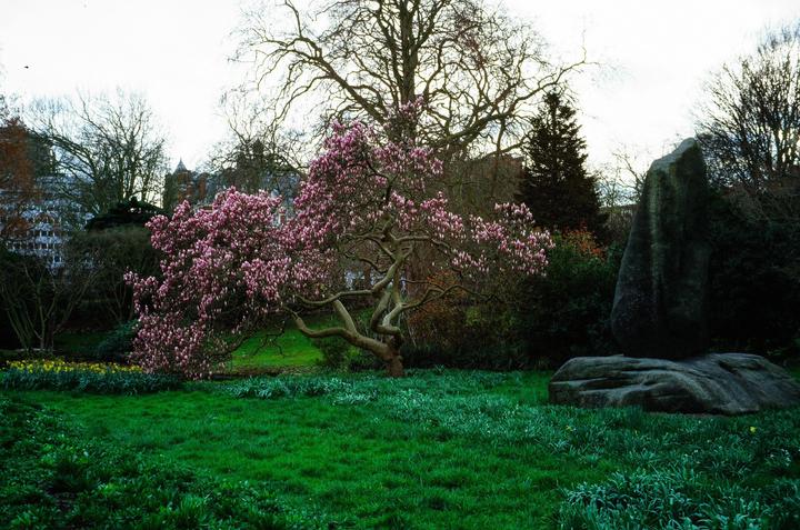 A magnolia tree with pink blossoms stands in a green park with large rocks and other trees.