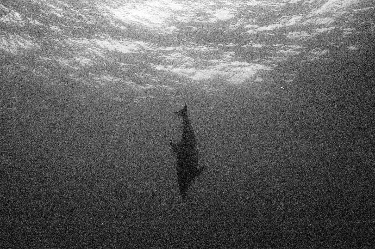 A dolphin dives into the water, with the surface of the water visible above it.