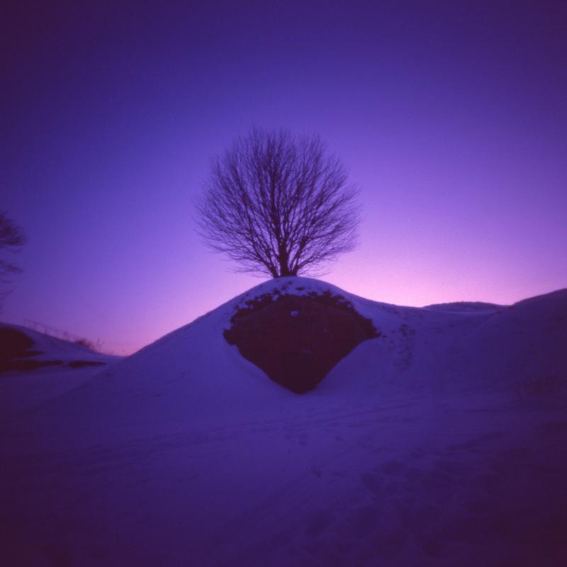 A bare tree stands atop a snow-covered hill against a purple sky.