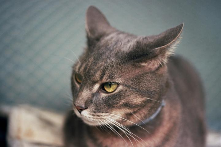 A close-up portrait shows a tabby cat with green eyes looking to the left.